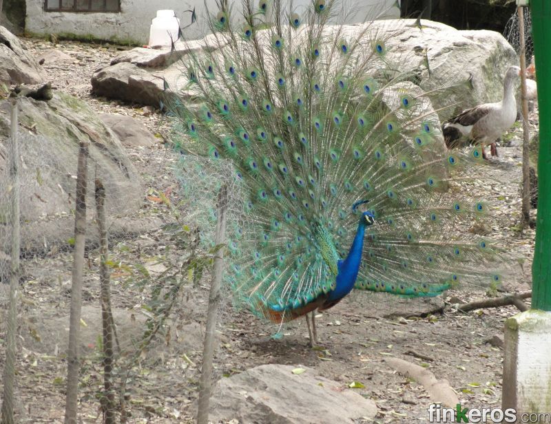 QUINTA URBANA FUSAGASUGA EN VENTA 7500 MT - Finca en Fusagasugá (Chinauta), Cundinamarca